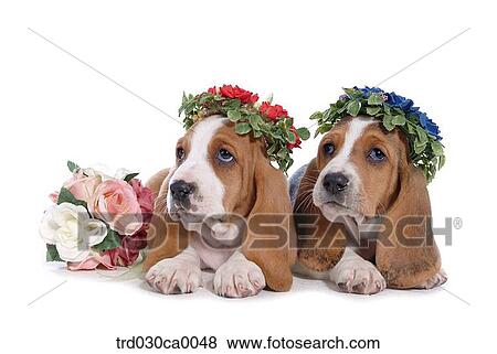 Stock Photo - Basset Hound. Fotosearch