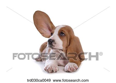Basset Hound View Large Photo Image Stock Photo - Basset Hound. Fotosearch