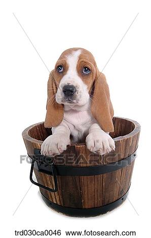 Basset Hound View Large Photo Image Stock Photograph - Basset Hound. Fotosearch