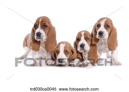 Basset Hound View Large Photo Image Stock Photography - Basset Hound. Fotosearch