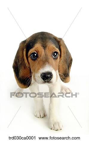 Beagle View Large Photo Image Stock Image - Beagle. Fotosearch