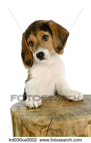 Beagle View Large Photo Image Stock Image - Beagle. Fotosearch