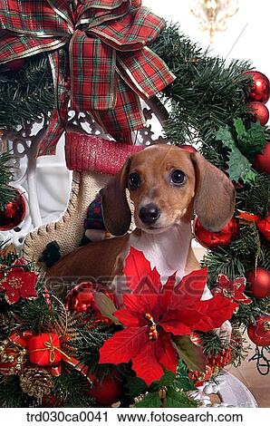 Beagle View Large Photo Image Stock Image - Beagle. Fotosearch