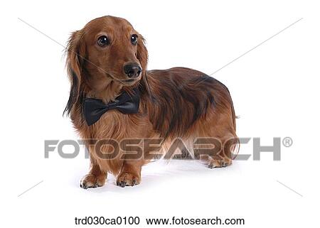 Dachshund View Large Photo Image Stock Image - Dachshund. Fotosearch