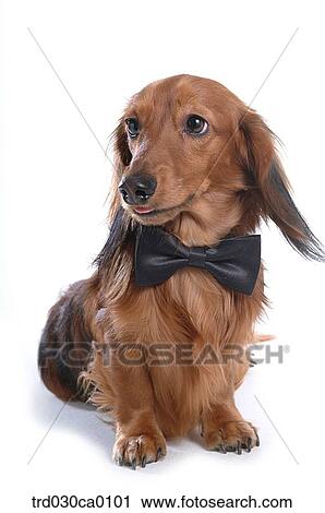 Dachshund View Large Photo Image Stock Image - Dachshund. Fotosearch