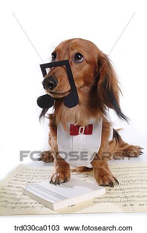 Dachshund View Large Photo Image Stock Image - Dachshund. Fotosearch