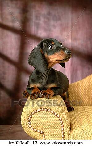Stock Image - Dachshund. Fotosearch