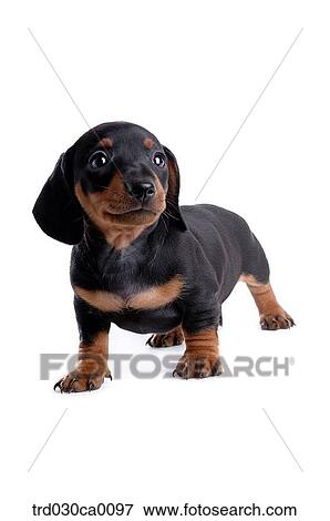Dachshund View Large Photo Image Stock Photo - Dachshund. Fotosearch