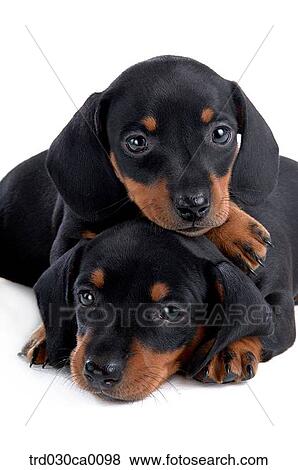 Stock Photo - Dachshund. Fotosearch