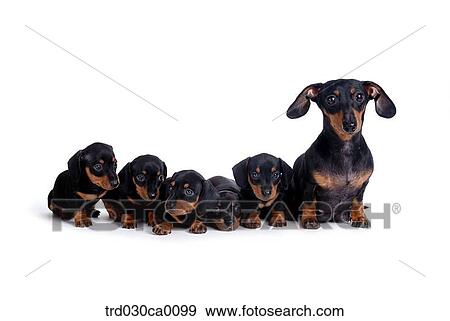 Dachshund View Large Photo Image Stock Photo - Dachshund. Fotosearch