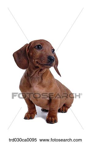 Stock Photography - Dachshund. Fotosearch