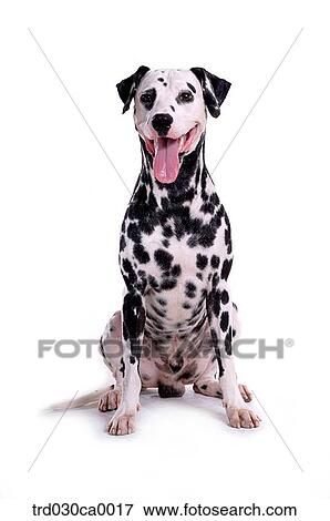 Stock Photo - Dalmatian. Fotosearch