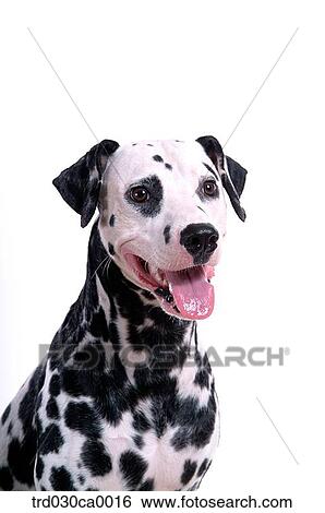 Dalmatian View Large Photo Image Stock Photograph - Dalmatian. Fotosearch