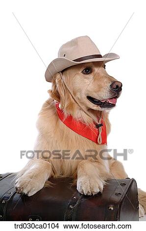 Picture - Golden Retriever. Fotosearch