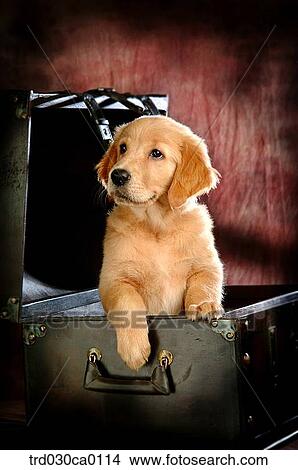 Golden Retriever View Large Photo Image Picture - Golden Retriever. Fotosearch