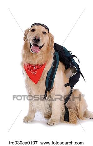 Golden Retriever View Large Photo Image Stock Photo - Golden Retriever. Fotosearch