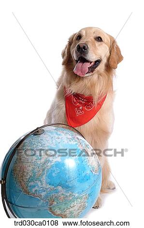 Golden Retriever View Large Photo Image Stock Photo - Golden Retriever. Fotosearch