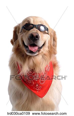 Golden Retriever View Large Photo Image Stock Photo - Golden Retriever. Fotosearch