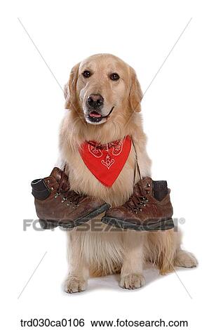 Golden Retriever View Large Photo Image Stock Photograph - Golden Retriever. Fotosearch