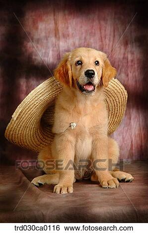 Golden Retriever View Large Photo Image Stock Photograph - Golden Retriever. Fotosearch