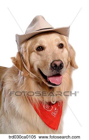 Golden Retriever View Large Photo Image Stock Photography - Golden Retriever. Fotosearch