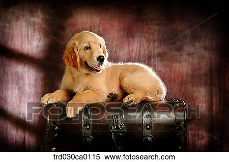 Golden Retriever View Large Photo Image Stock Photography - Golden Retriever. Fotosearch