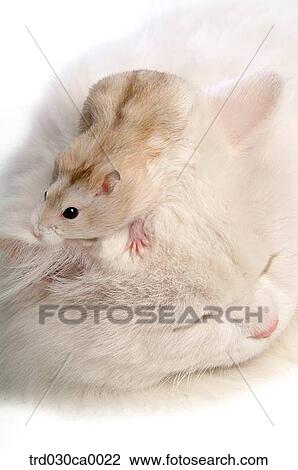 hamster, Persian View Large Photo Image Stock Image - hamster, Persian. Fotosearch