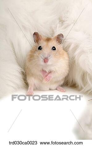 hamster, Persian View Large Photo Image Stock Image - hamster, Persian. Fotosearch