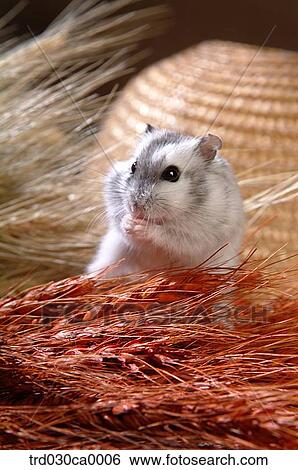 hamster View Large Photo Image Stock Photograph - hamster. Fotosearch