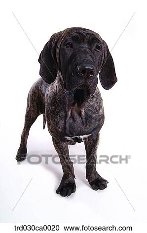 Labrador Retriver View Large Photo Image Stock Image - Labrador Retriver. Fotosearch