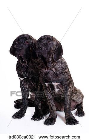 Labrador Retriver View Large Photo Image Stock Image - Labrador Retriver. Fotosearch