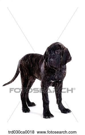 Labrador Retriver View Large Photo Image Stock Photo - Labrador Retriver. Fotosearch