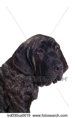 Labrador Retriver View Large Photo Image Stock Photo - Labrador Retriver. Fotosearch