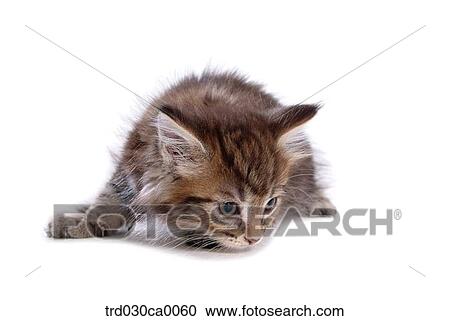 Stock Image - Maine Coon. Fotosearch