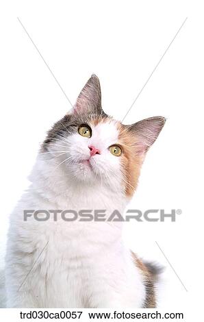 Stock Photo - Maine Coon. Fotosearch