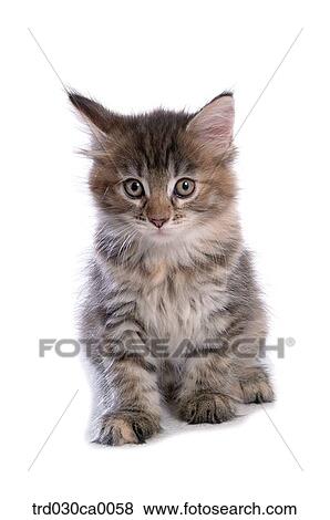 Maine Coon View Large Photo Image Stock Photo - Maine Coon. Fotosearch