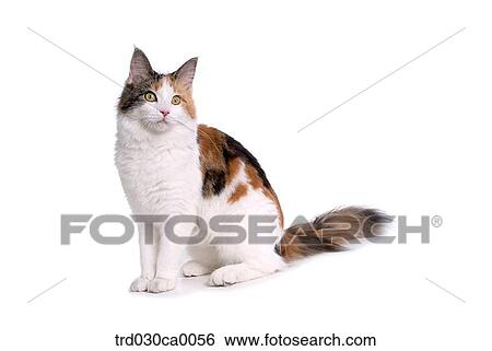 Maine Coon View Large Photo Image Stock Photograph - Maine Coon. Fotosearch