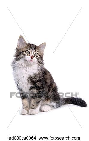 Norwegian forest View Large Photo Image Picture - Norwegian forest. Fotosearch