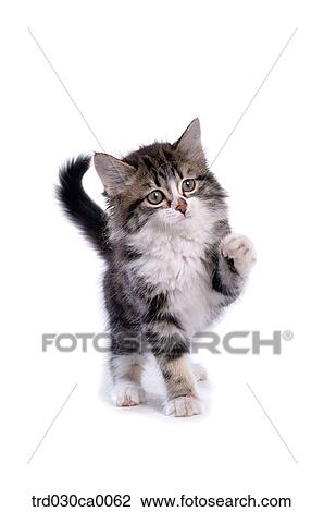 Stock Image - Norwegian forest. Fotosearch