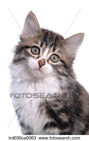 Norwegian forest View Large Photo Image Stock Image - Norwegian forest. Fotosearch