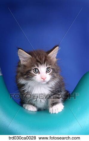 Stock Photo - Norwegian forest. Fotosearch