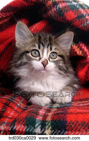 Norwegian forest View Large Photo Image Stock Photo - Norwegian forest. Fotosearch