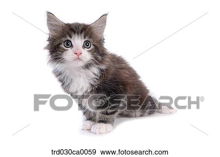 Norwegian forest View Large Photo Image Stock Photo - Norwegian forest. Fotosearch