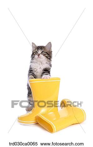 Stock Photography - Norwegian forest. Fotosearch