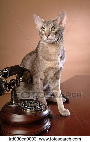 Stock Image - Oriental Shorthair. Fotosearch