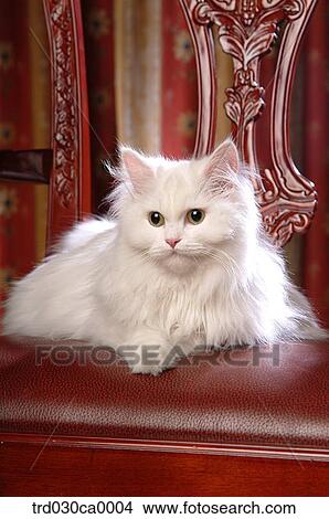 Persian View Large Photo Image Picture - Persian. Fotosearch