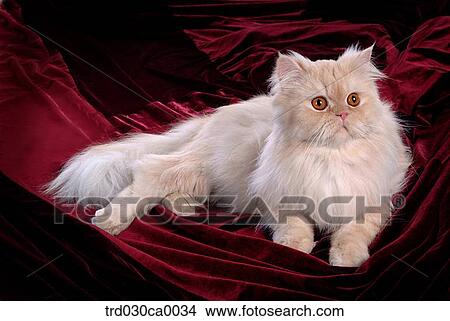 Persian View Large Photo Image Picture - Persian. Fotosearch