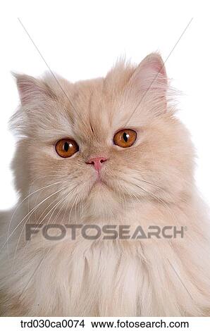 Persian View Large Photo Image Picture - Persian. Fotosearch