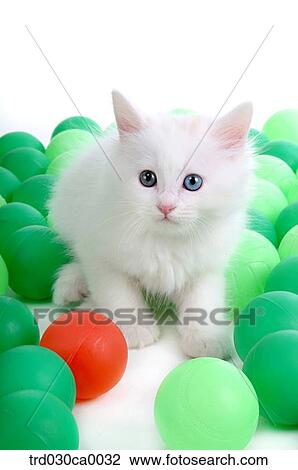 Persian View Large Photo Image Stock Image - Persian. Fotosearch
