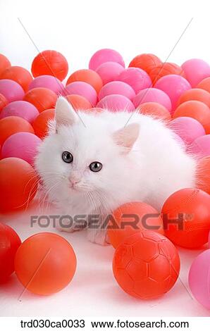 Persian View Large Photo Image Stock Image - Persian. Fotosearch